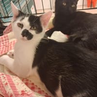woopie, chat à adopter