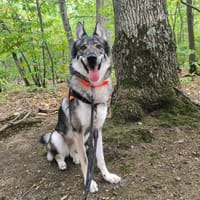 TAÏGA PAA24430, chienne à adopter