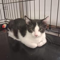 pudding, chat à adopter