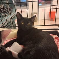 Amaya, chatte à adopter