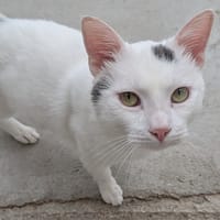 GUSTAVE, chat à adopter