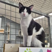 TABASCO, chat à adopter