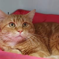 FILAO CHA, chat à adopter