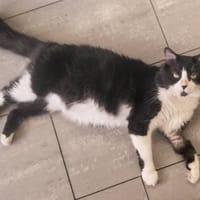 MERLIN, chat à adopter