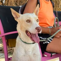 RYDER (Maria), chien à adopter
