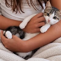 BALISTO, chat à adopter
