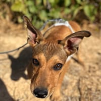 TITO (Animalea), chien à adopter