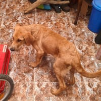 RAMBO (Maria), chien à adopter