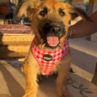 TANSY (Martina), chienne à adopter