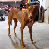 FLECHA (Maria), chienne à adopter
