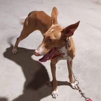 ARCO (Maria), chien à adopter