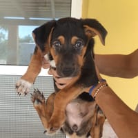 MATTI (Maria), chien à adopter