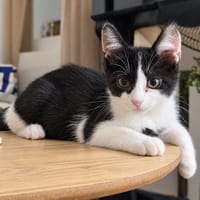 Speed, chat à adopter