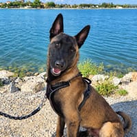 Aïko, chien à adopter