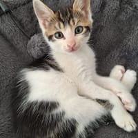 Biscotte, chat à adopter