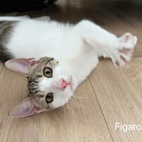 Figaro, chat à adopter