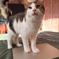 Sinatra, chat à adopter