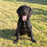 NEGRI (Maria), chienne à adopter