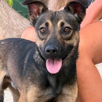 PIPER (Maria), chien à adopter