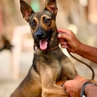 ISLA (Maria), chienne à adopter