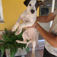 MIMI (Maria), chienne à adopter