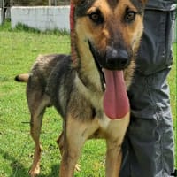 ZIPI (Maria), chien à adopter