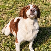 TIZA (Maria), chienne à adopter