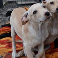 Unser süßer Konradsucht seine Menschen 💙🐾💙, Hund zur Adoption