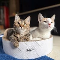 Finchen und Calypso suchen gemeinsam ihr Glück!, Katze zur Adoption