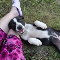 Rita 💖 sucht ihr Zuhause 💖, Hündin zur Adoption