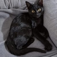 ***LUCE und RAPHIE!***, Kater zur Adoption