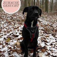 Süßmaus Darki sucht Zuhause ❤, Hündin zur Adoption