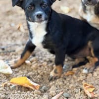 Unsere so süßeAyla sucht ihre Menschen, Hündin zur Adoption