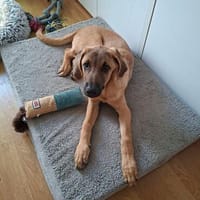 Elmo  kleiner Clown sucht sein Zuhause, Hund zur Adoption