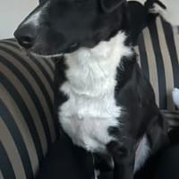 🐾 Fibs  ein Herz auf vier Pfoten sucht sein Glück! 🐾, Hund zur Adoption