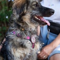 aktiver, lernwilliger Junghund BODO sucht seine Menschen, Hund zur Adoption