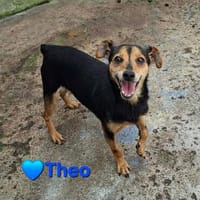 Theo - ein kleiner Süßer, Hund zur Adoption