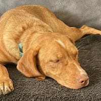 Rosa, aktiv und lieb, Hündin zur Adoption