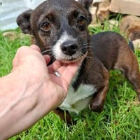 Picolino - kleiner Charmeur sucht Zuhause, Hund zur Adoption