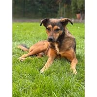 Bruno - wartet in 53804 Much, Hund zur Adoption