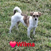 Wilma - eine ruhige, freundliche Hündin, Hündin zur Adoption