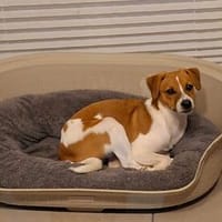 Snoopy - mega süß, Hund zur Adoption