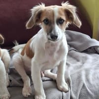Pit - kleiner Lausbub, Hund zur Adoption
