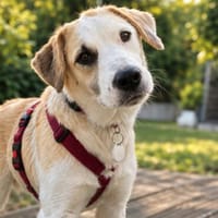 Kalypso  liebevolle und neugierige Hündin sucht ihr sichere, Hündin zur Adoption