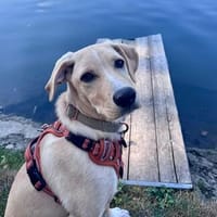 Benji wartet auf seine 2. Chance, Hund zur Adoption