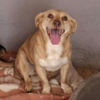 Mina - eine liebe, fitte Hündin, Hündin zur Adoption