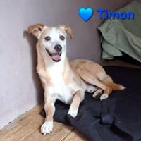 Timon - wünscht sich ein Für-immer-Zuhause, Hund zur Adoption