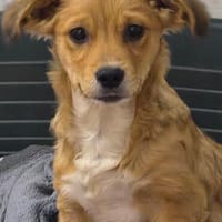 Plüschi, Pepito und Pippo sind drei entzückende Brüder die, Hund zur Adoption