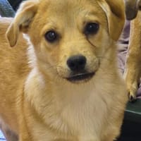 Pepito und Pippo sind zwei entzückende Brüder die, Hund zur Adoption