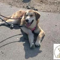 Galileo  beeindruckend auf den ersten Blick, ..., Hund zur Adoption